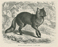 Maikong Fox