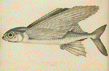 Greater Flying Fish