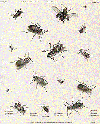 Bug Prints