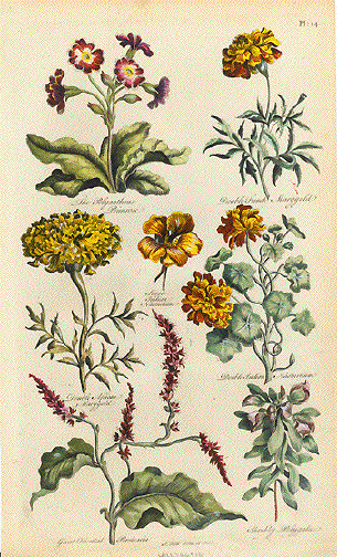 Marigold Nasturtium