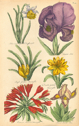 Iris Dafodil