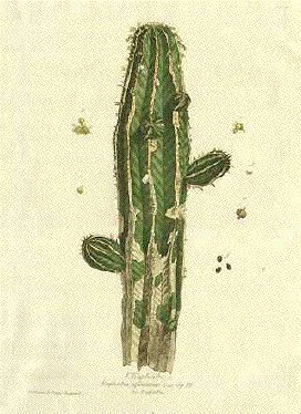 Euphorbia - Cactus