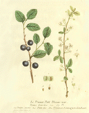 Prune, Prunus domestica, Prugno Susino, Pflaumen