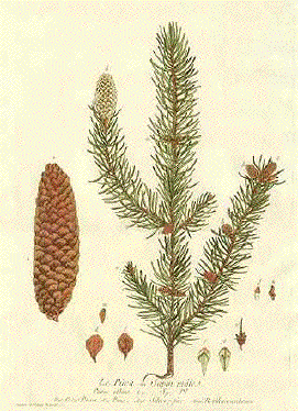 Picea, Pezzo picaea, Silver Fir, Rotthannenbaum