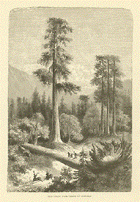 Giant Pine Trees of Sonora, California