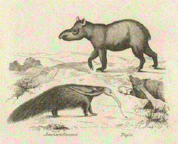 Anteater and Tapir