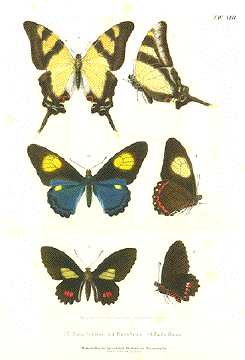 Schmetterling - Butterfly - Mariposa - Papilio