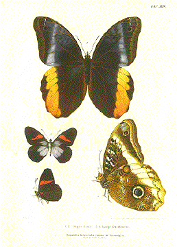 Butterfly - Mariposa Morpho Atreus. 3.4. Euterpe Leucodrosime