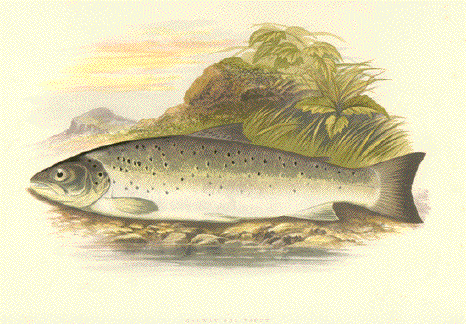 Galway Sea Trout