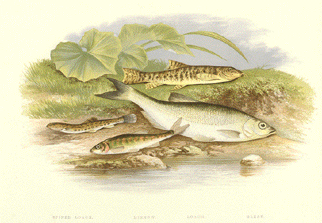 Loaches, Minnows and Bleak