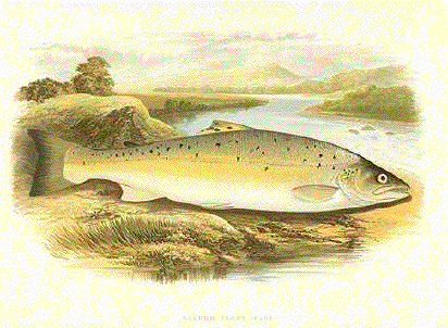 Salmon Trout (Var)