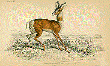 Soemmerings Antilope