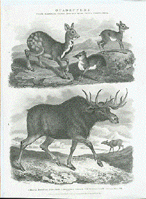Moschus Moschiferus. Tibet Musk. 2. Mospgaeus. guinea. 3. M. Javanicus. Java. 4. Cervus alces. Elk