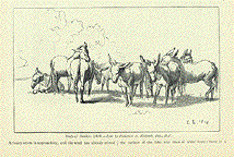 Study of Donkeys (1818). - Lent by Frederick A. Milbank.