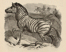 Zebra (Asinus Zebra