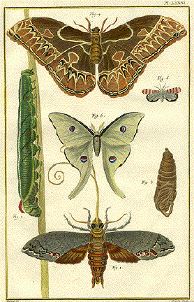 Moths - Motten