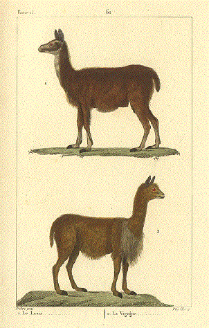 Llama and Vicuña