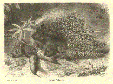 Porcupine - Stachelschwein
