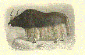 Tartarian Cow