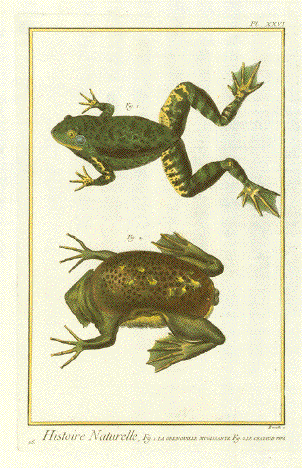 A is for Amphibian Original Wood Engraving Frog Print