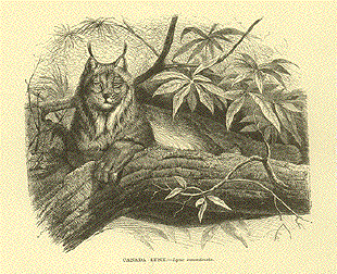 Canada Lynx. Lynx canadensis.