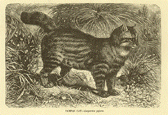 Pampas Cat. (Leopardus pajeros.)