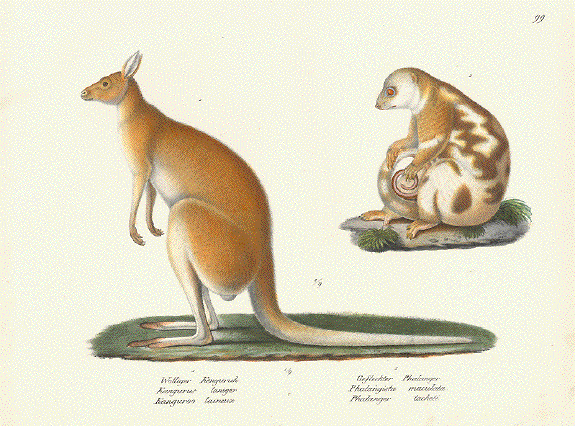 Kanguroo Phalanger