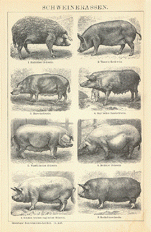 Schweinerassen - Breeds of Pigs