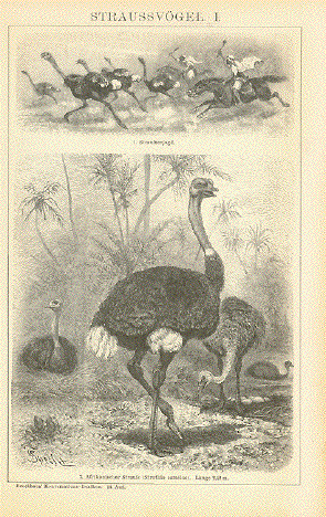Africanischer Strauss ( Strthio camelus)