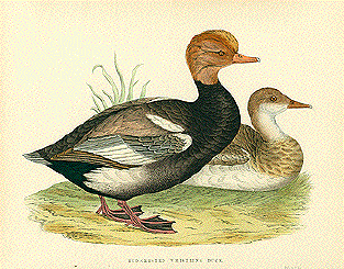 Red-Crested Whistling Duck