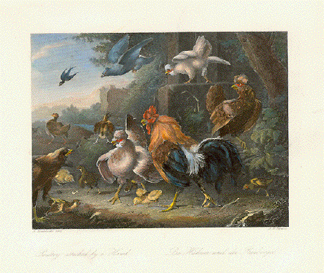 Poultry attacked by a Hawk - Die Hühner und der Raubvogel