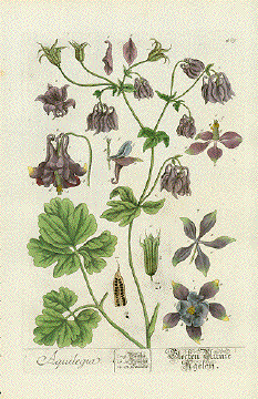 Antique Botanical Prints