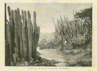 Jamaica. - Un Bosque de Cactus