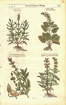 Salvia Sage
