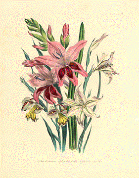 Gladiolus ramiosus.   Gladiolus tristis.  Gladiolus viperatus