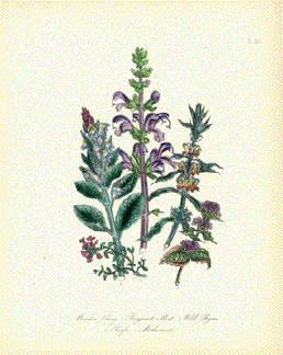 Meadow Clary, Bergamot Mint, Wild ThymeBugle, Mothwort