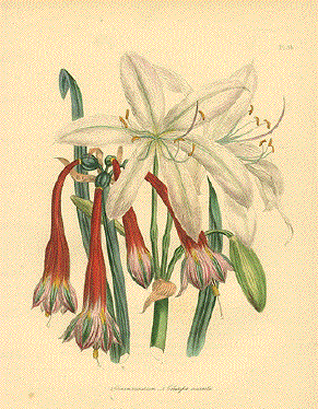 Antique Botanical Prints by Loudon - Primroses, Water Lilies, Marigolds ...