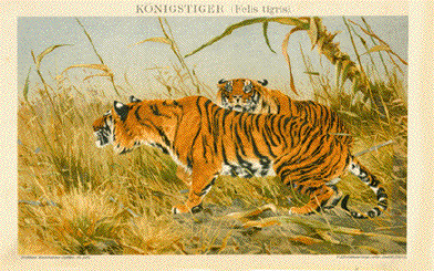 Koenigstiger ( Felis tigris )