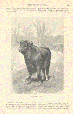 A Short-Horn Bull