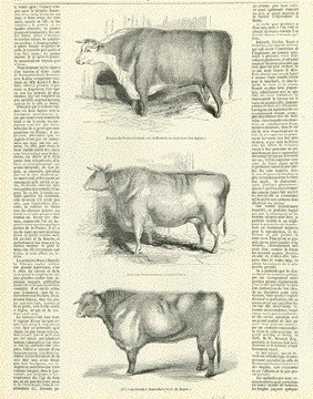 1878 Wood Engraving Slaughterhouse Cattle Herd Farming Fray Bentos