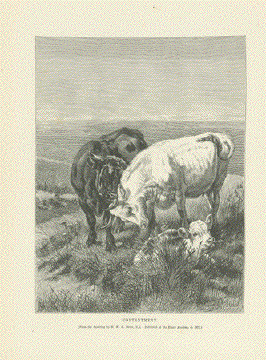 12 (28cm) Wild Onez Highland Cow