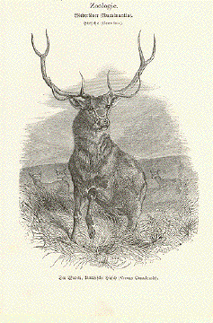 Der Wapiti, kanadische Hirsch (Cervus Canadensis)