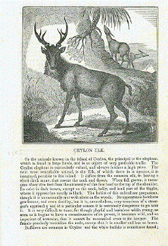 Ceylon Elk