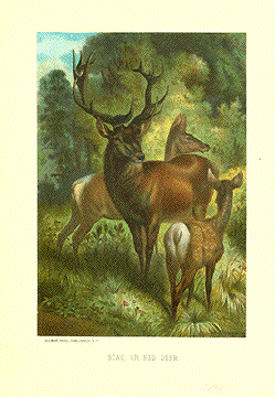 Stag at Sunset Picture Reindeer Deer Elk Roe Deer Moose Animal Framed Print