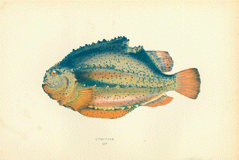 Lumpfish