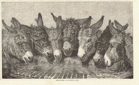 Esel an der Traenke - donkeys at the watering place.
