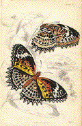 Cethosia Cyane. Schmetterling - Papillon - Mariposa