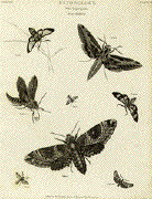Moth - Entomology. Order Lepidoptera. Genus Sphinx.