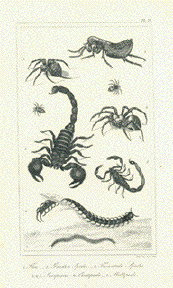 Scorpion Tarantula Centipede Flea