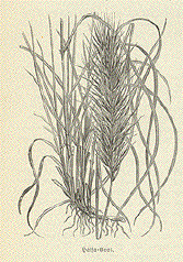 Halsa Grass, Poaceae, Esparto Grass 